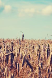 Hành Trình Của Nắng